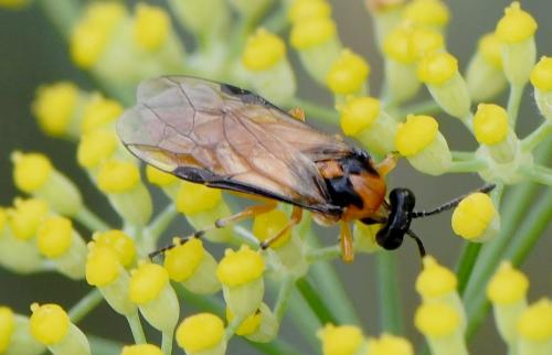 Réf. 242 232 : Athalia rosae